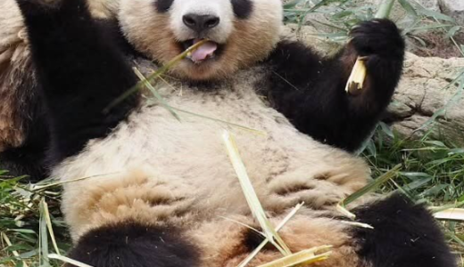 片山恵と損保ジャパンの真相｜神戸事件の全貌と人物像を徹底解説